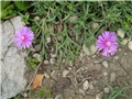 delosperma